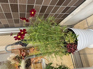 10月のお花
