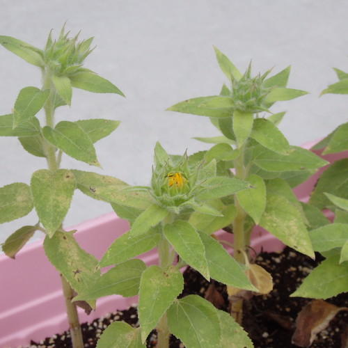 ひまわり開花♪