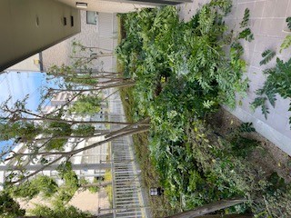 ～樹木伐採の時期です～