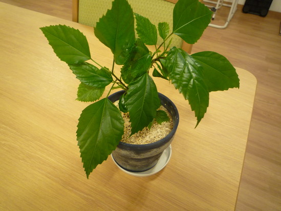 葉っぱがたくさん！