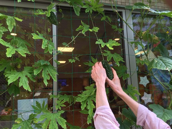 ゴーヤ収穫日。