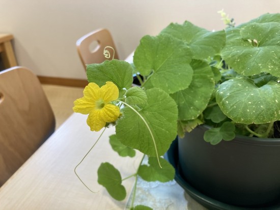 メロンの苗に黄色い花が咲きました。