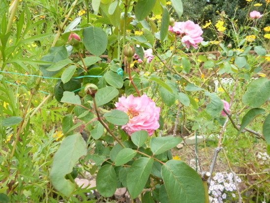 アルファ庭園！？