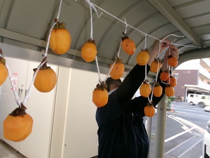 干し柿を作りました!!　（パートⅡ）
