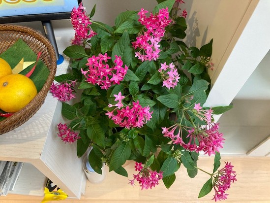 お花のある生活　　