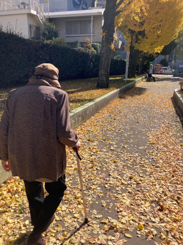 イチョウが綺麗ですね☆ミ