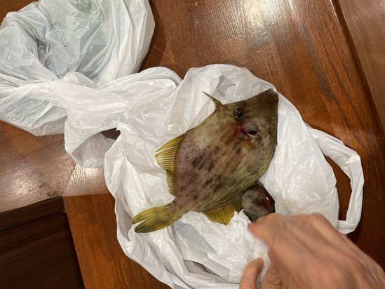 今日の晩御飯！