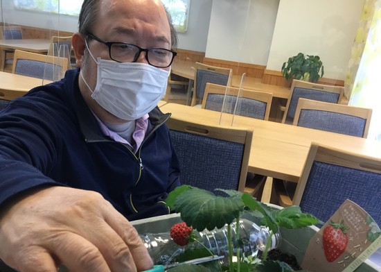 いちごの実がなりました①