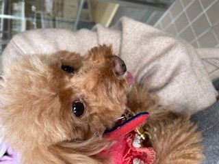 ～もこちゃん～