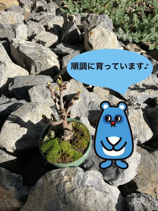 すくすくと育っています①