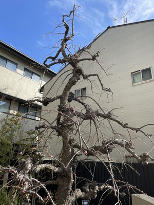 中庭のしだれ梅が見頃を迎えました