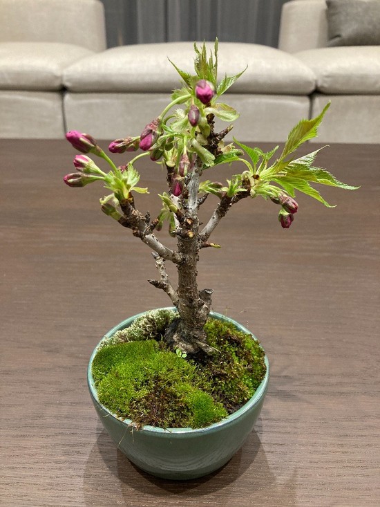 桜の幼木に蕾が色付きました