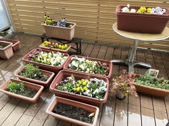 【アルファリビング広島段原】レストランのパンジー