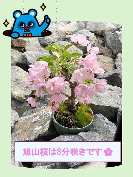 お花見のイベントが決まりました！！