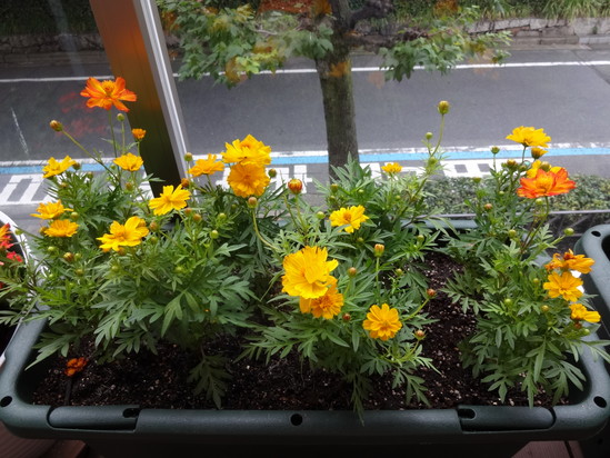 ガーデニングイベント☆