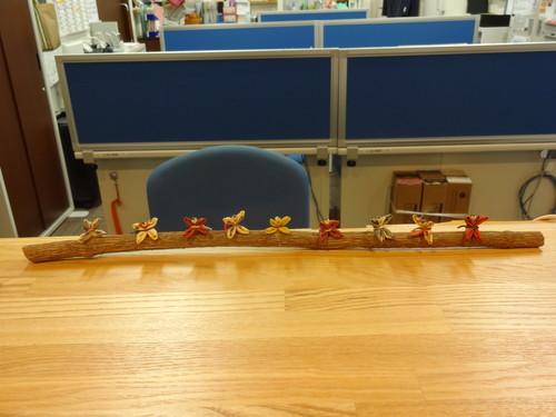 ふうせんかずらの種