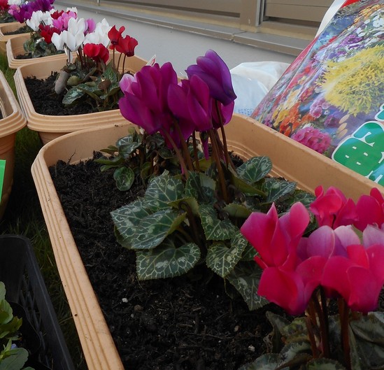 園芸にチャレンジ！