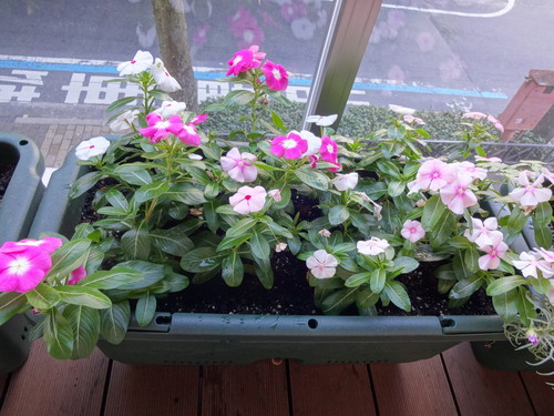 ガーデニング　秋☆