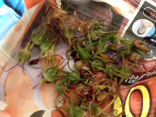 11月のイベントお知らせ