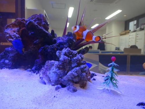 水槽＋クリスマスバージョン＋