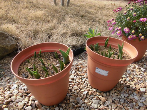 久万の台デイ便り－ちゅーりっぷ－