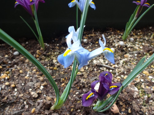 ガーデニング続編Ⅱ