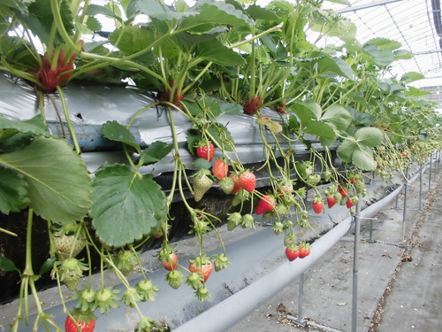 久万の台デイ便り-いちご狩り-