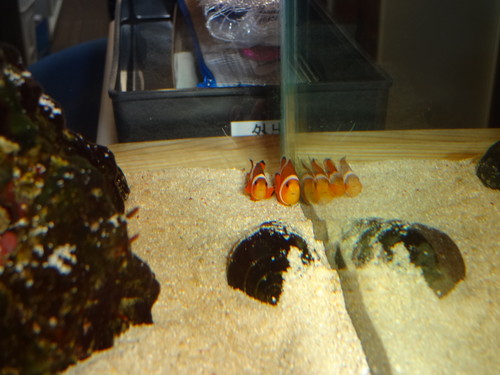 ☆カクレクマノミ☆