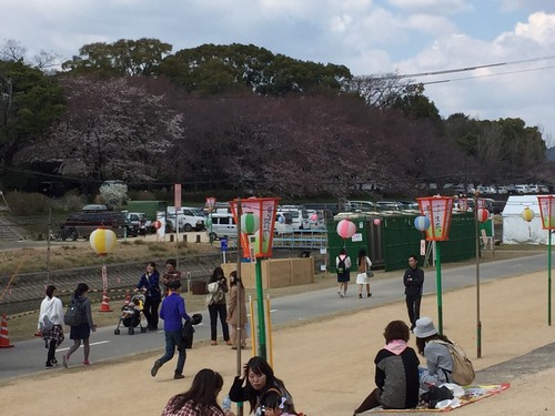 岡山桜カーニバル♪
