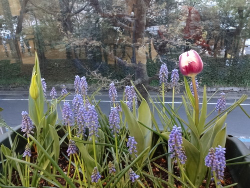 ガーデニング続編Ⅲ