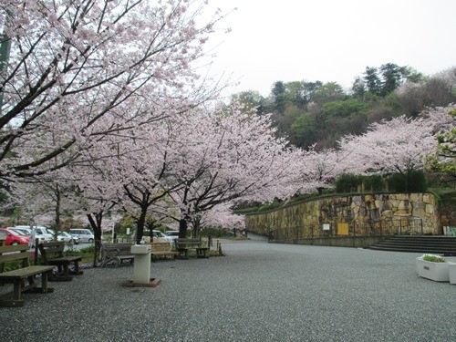 松山開花状況②