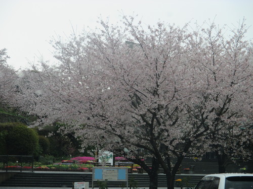 松山開花状況　終
