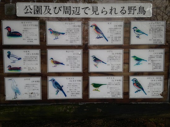 春の野鳥　
