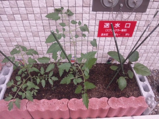 今年も　園芸療法　はじめました～！