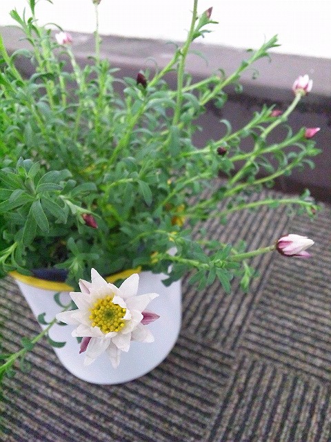 ＊*＊*＊　ペーパーカスケード　＊*＊*＊