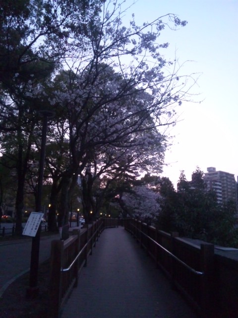 続編　桜並木。