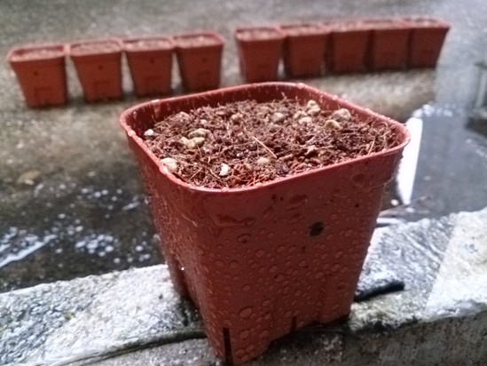 長崎は今日は(も)雨だった～♪♪♪