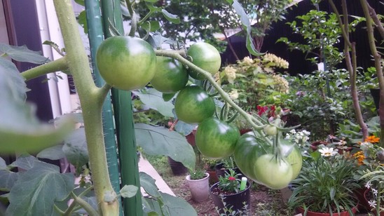 ★デイサービス★　吉島菜園