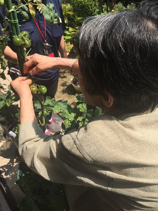 ★デイサービス★　野菜の収穫＆お料理会