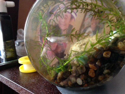 大きなお腹。。。