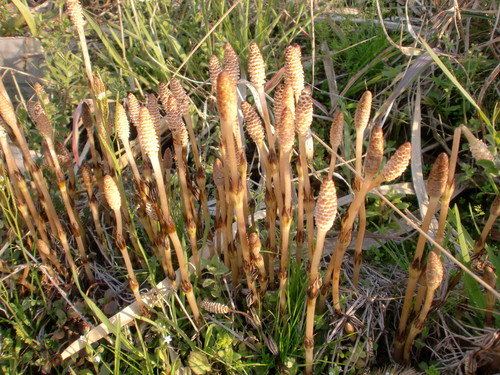 つくし出てます。。。