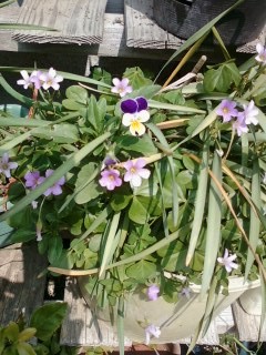 勇気の鈴が　凛凛（リンリン）