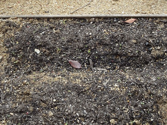 たぶん・・ジャガイモ？