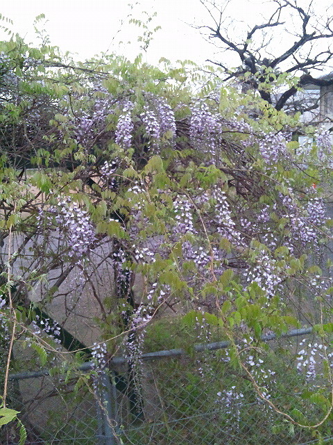 ゜・*。， しっとりに　うっとり  ，。*・゜