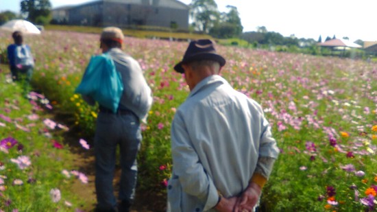 Let's　ゴー　コスモス見学　ＰＡＲＴ　6