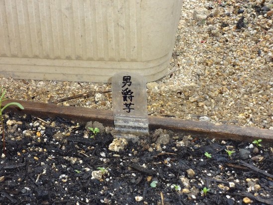 実は・・男爵イモでした（反省）