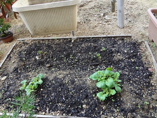 男爵イモの苗が判明！