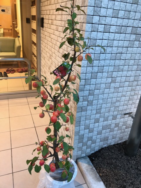 長寿紅りんご。