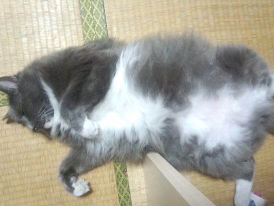 となりのトトロ？