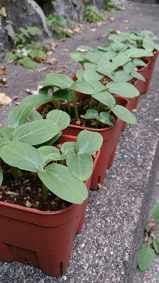 いきものがかりVol.3